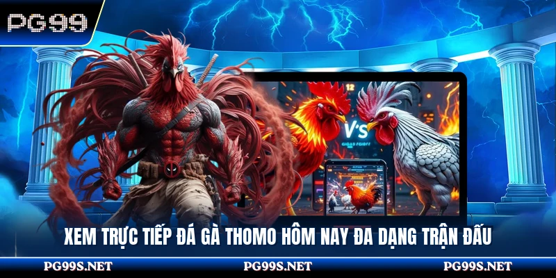 Xem Trực Tiếp Đá Gà Thomo Hôm Nay